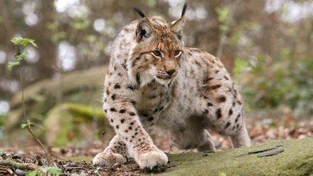 Ein Luchs schleicht in einem Waldgehege nahe der Rabenklippen bei Bad Harzburg.