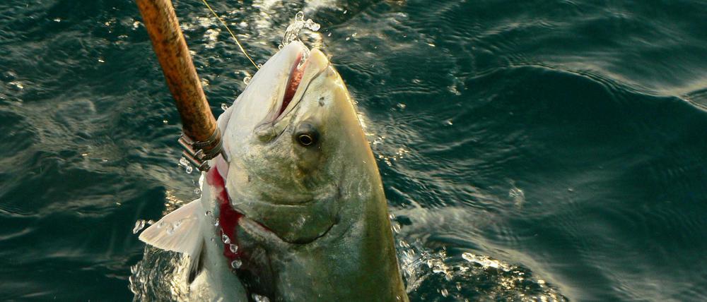 Die Größe schon im Namen: Die Große Gabelmakrele (Lichia amia) heißt allerdings auch Leerfisch. Und wenn Bestände fast leergefischt sind, dann kann es ganz allgemein und bei praktisch allen Fischarten die Rettung sein, wenn zumindest ein paar große Weibchen noch herumschwimmen.