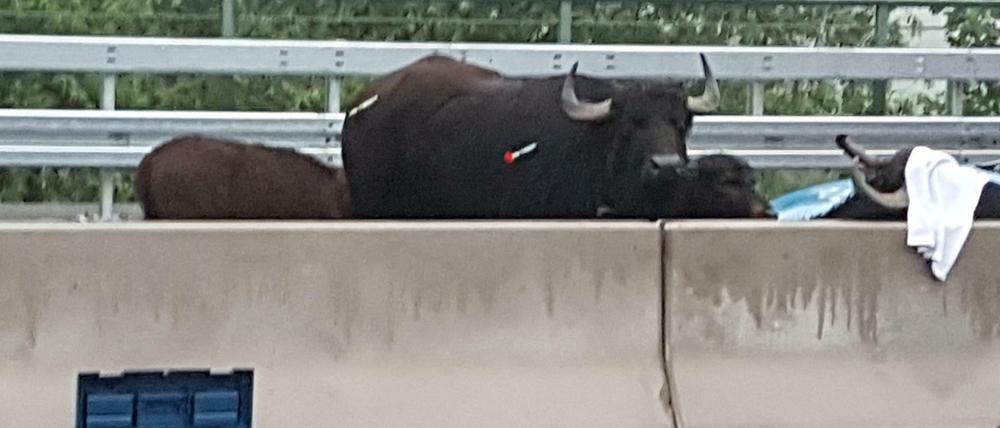 Betäubte Wasserbüffel stehen auf der Autobahn 3 (A 3) zwischen dem Dreieck Langenfeld und dem Kreuz Leverkusen.