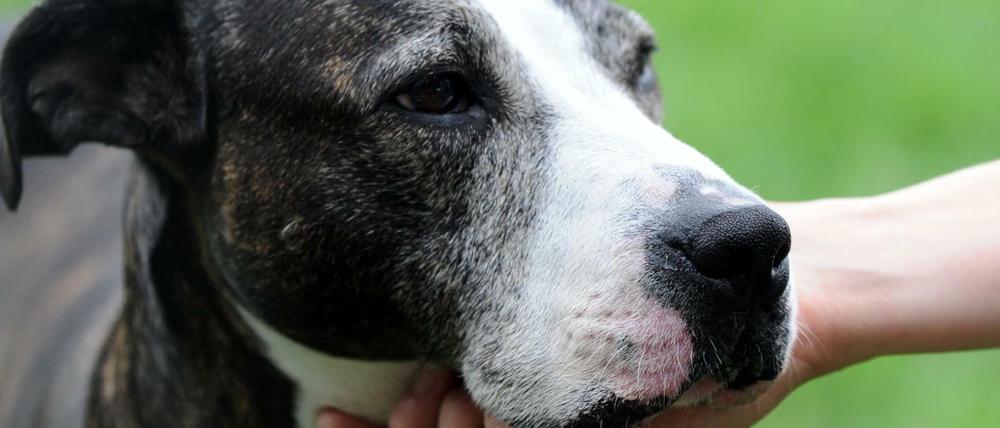 23-jähriger Magdeburger hetzt Kampfhunde auf syrischen Familienvater