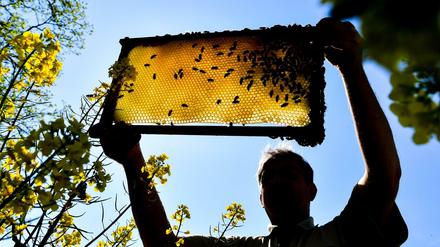 Ein Imker zeigt eine Bienenwabe an einem blühenden Rapsfeld. 