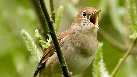 Zahlreiche Vogelarten in Europa sind auf dem Rückzug, wie auch die Nachtigall.