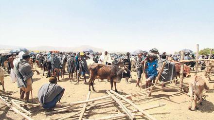 Für Außenstehende geht es auf dem riesigen Viehmarkt in der Nähe von Bahir Dar chaotisch zu. Die Händler dagegen finden sich bestens zurecht. Manche sind mehrere Stunden zu Fuß angereist.