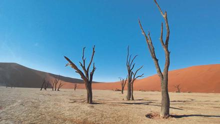 Unwirtlich. Während über dem „Deadvlei“ der Himmel schon morgens blau ist, geht es am Boden ziemlich trocken zu.