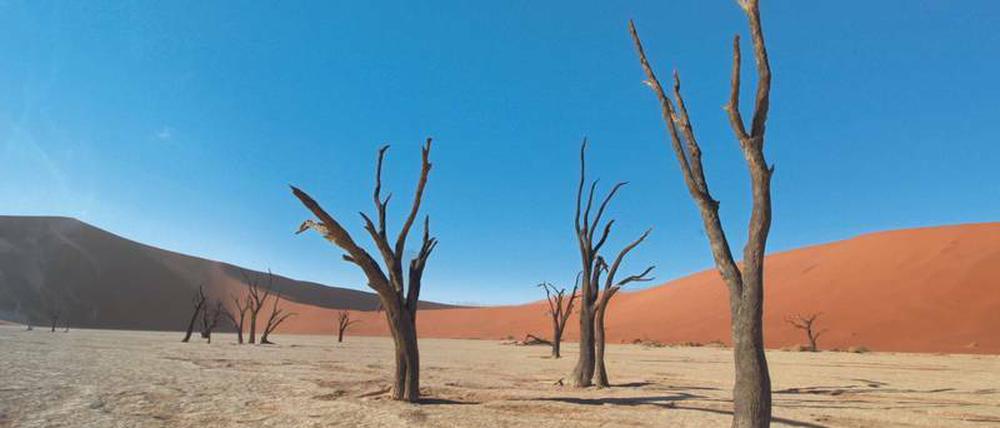 Unwirtlich. Während über dem „Deadvlei“ der Himmel schon morgens blau ist, geht es am Boden ziemlich trocken zu.