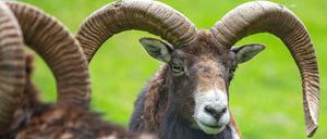 Auf der grünen Wiese. Mufflons sind die wilden Vorfahren der Hausschafe und stammen aus Korsika und Sardinien.