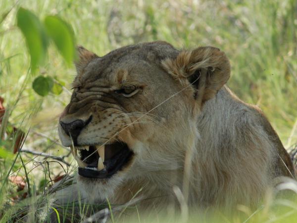 Eine Safari gehört für die meisten Touristen zur Namibia-Reise dazu. Im Etosha Nationalpark kann man mit dem eigenen Auto auf Pirsch gehen.