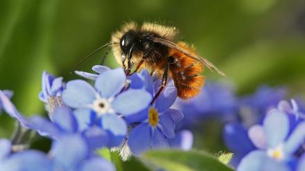 Ohne Bienen keine Früchte - aber das ist nicht er einzige Grund, warum wir sie brauchen.