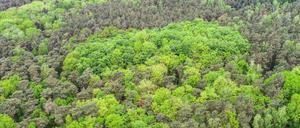 Mischwald im brandenburgischen Sieversdorf.