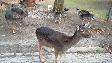 Damwild mitten in der Stadt: Im Franckepark in Tempelhof.. 