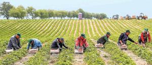 Unentbehrlich. Erntehelfer pflücken Erdbeeren, ein anstrengender Job. 