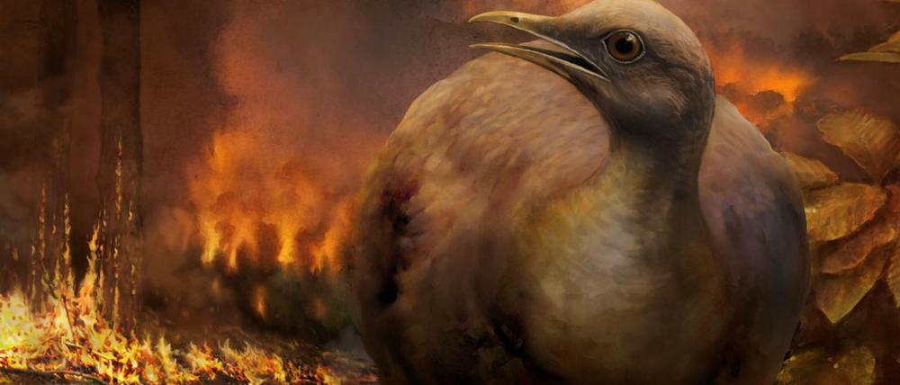Am Boden leben, klein sein, Glück haben. Das waren laut Forschern die Voraussetzungen, um als Vogelart nach dem Asteroideneinschlag vor 66 Millionen Jahren zu überleben. Die Illustration zeigt eine solche hypothetische Spezies.