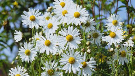Beliebte Gartenblumen: Margeriten.