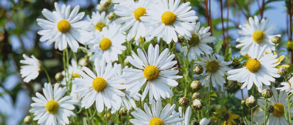 Beliebte Gartenblumen: Margeriten.