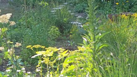 Die Ernte kann beginnen. In Katja Gurkaschs "Essbarem Garten Kladow" grünt es.