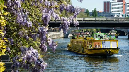 Pech gehabt: Wegen der AfD-Gegendemo ist die Spree für Ausflugsdampfer vorübergehend gesperrt.