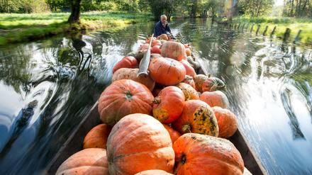 Kürbisernte im Spreewald.