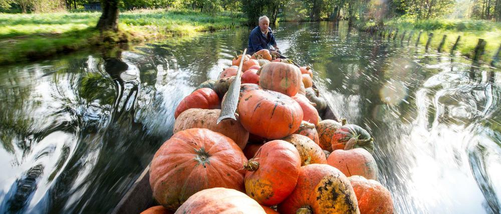Kürbisernte im Spreewald.