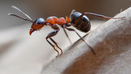 Von einer "Plage" kann man bei Ameisen kaum sprechen – sie sind Nutztiere.