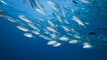 Fisch macht schlank, verzögert Altern, lindert Herzprobleme und Demenz.