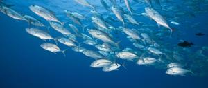 Fisch macht schlank, verzögert Altern, lindert Herzprobleme und Demenz.