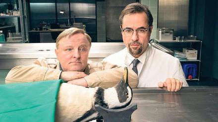 Ein Pinguin in der Rechtsmedizin. Der Münster-„Tatort“ mit Kommissar Thiel (Axel Prahl, links) und Professor Boerne (Jan Josef Liefers) nimmt auf die Gefühle von Tierfreunden wenig Rücksicht.