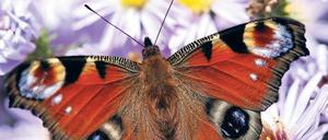 Ein Auge für Insekten: Der Nabu ruft alle Interessierten auf, im Juni und August Bienen, Käfer, Wanzen und Co. zu identifizieren und zu zählen - und Falter wie dieses Tagpfauenauge.