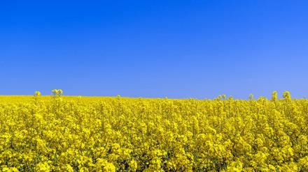Rapsblüte in Brandenburg. Die Mark könnte am frühesten vom Klimawandel betroffen sein.
