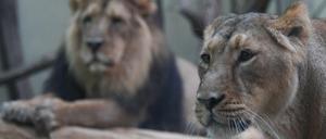 Alles halb so wild: Löwen im Gehege.