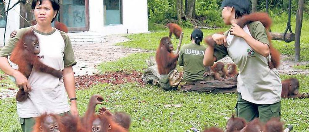 Heimatlos. Ohne Regenwaldbäume haben Orang-Utans kein Zuhause. Hier eine Schutzstation.