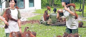 Heimatlos. Ohne Regenwaldbäume haben Orang-Utans kein Zuhause. Hier eine Schutzstation.