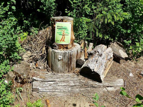 Wiesen-Waldameisen-Nest im Garten von Evelyn Kersten.