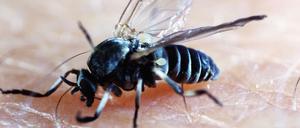 Kriebelmücke auf menschlicher Haut.