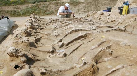 Ein archäologischer Mitarbeiter ist in Wittstock an einem Massengrab des Dreißigjährigen Krieges von 1636 damit beschäftigt, Knochen freizulegen. 