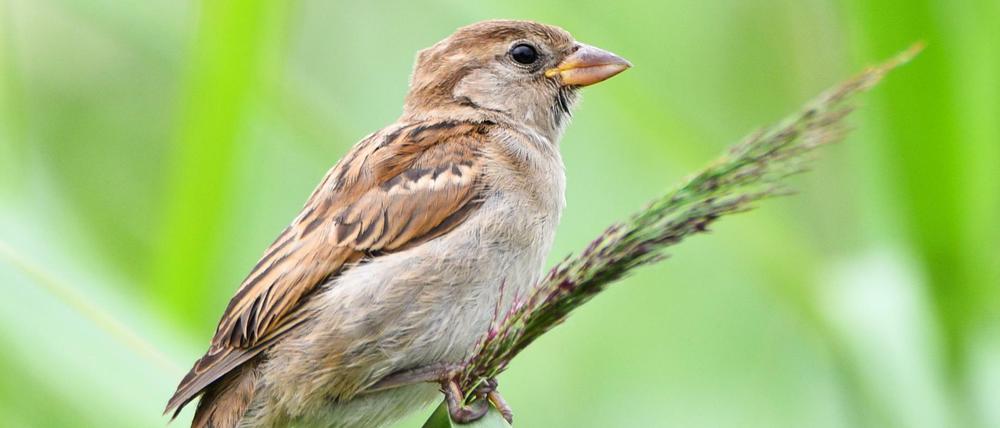 Superstar - besser: Superspatz. Er gehört zu den häufigsten Besuchern in deutschen Gärten.