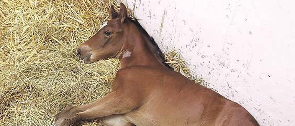 Pferdenatur? Ob ein Pferd hart im Nehmen ist oder Schmerzen hat, sollen Sensoren messen und melden, wenn die Tiere leiden. 