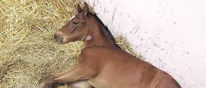 Pferdenatur? Ob ein Pferd hart im Nehmen ist oder Schmerzen hat, sollen Sensoren messen und melden, wenn die Tiere leiden. 