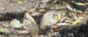 Tote Fische in einem Hafenbecken (Symbolbild)