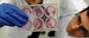 Fleisch in der Petrischale wird im Labor des israelischen Unternehmens „Aleph Farms“ entwickelt.