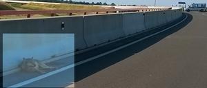 Verletztes Tier: Polizeibeamte haben den Wolf an der Autobahn fotografiert. 