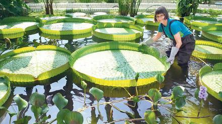 Es ist angerichtet. Bis zu zwei Meter Durchmesser haben die schwimmenden Teller, die Blätter der Victoria amazonica. 