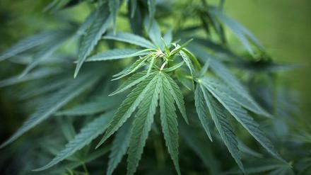 Die Cannabis-Freimengen variieren in den Ländern um mehrere Gramm.