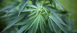 Die Cannabis-Freimengen variieren in den Ländern um mehrere Gramm.