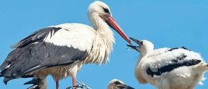 Kein Fressen, nirgends. Wegen der anhaltenden Trockenheit – daran ändern auch kurze Gewitter oder Regengüsse nichts – finden Störche kaum Nahrung in Brandenburg. Regenwürmer graben sich wegen der Hitze ganz tief in den Boden ein, Insekten gibt es immer weniger und schmackhafte Frösche leben woanders. Manch Vogeljunges überlebt das nicht. 