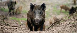 Süß: Wildschweine fühlen sich in Berlins Forsten pudelwohl.