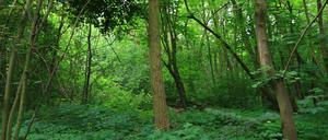 Das Waldstück am Dahlemer Weg 247 in Berlin-Zehlendorf, das abgeholzt werden soll.