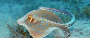 Blaupunktrochen haben zwei Giftstachel am Schwanzende. Der Stich kann sehr schmerzhaft sein.