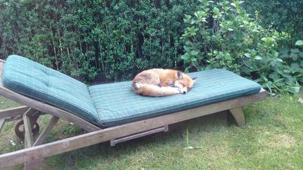 Die Liege ist schon besetzt: Ein Fuchs sonnt sich im Garten von Philine von Blanckenburg aus Schlachtensee und ist dabei anscheinend eingenickt. 
