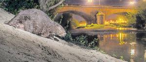 Just in der Großstadt. Ein Biber auf nächtlicher Tour in Orleans, Frankreich.