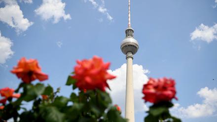Rosen blühen vor dem Fernsehturm auf dem Alexanderplatz.